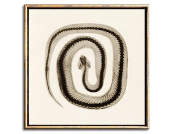 Schlangen-Wandkunst zum Herunterladen, Vintage-Wissenschaftsillustration, digitaler Download