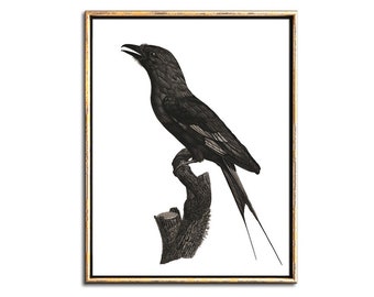 Blackbird Art Downloadable Prints - Gothic Home Decor Gallery Wall Prints Digital Download - Crow Art Print Printable Art Bird Illustration