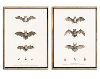 Vintage französische Fledermaus Illustrationen Wandkunst Set mit zwei Digitaldrucken, DIY Halloween Dekor druckbare Wandkunst
