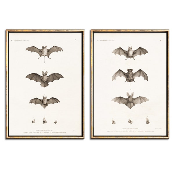 Vintage French bat illustrations wall art set of two digital prints, DIY Halloween decor printable wall art