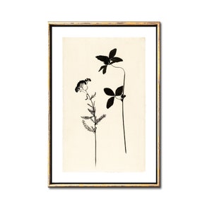 Botanische Tuschezeichnung druckbare Kunst, minimalistisches Blumenposter, sofortiger Download, Wanddekoration