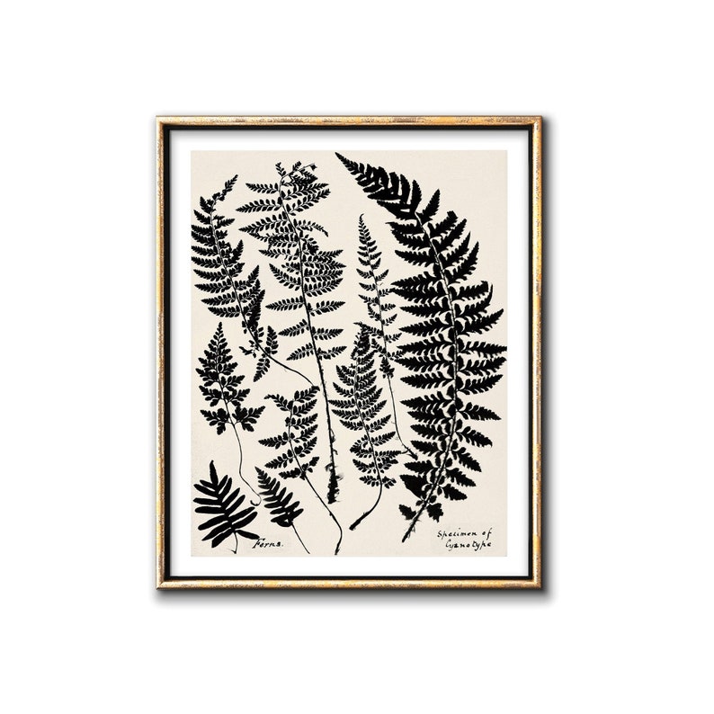 May include: Black and white botanical illustration of fern leaves with the text "Specimen of Hymenophyllum" at the bottom.