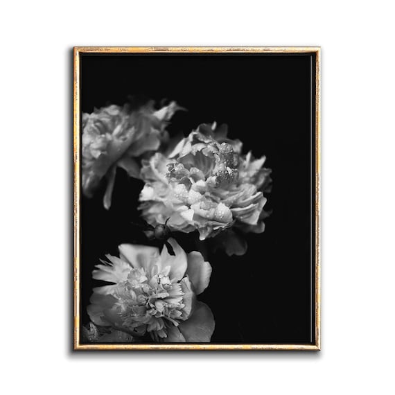 peonies wall art dark