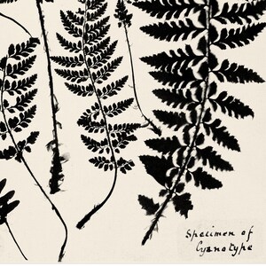 May include: Black and white cyanotype print of fern leaves. The print is labelled "Specimen of Cyanotype".