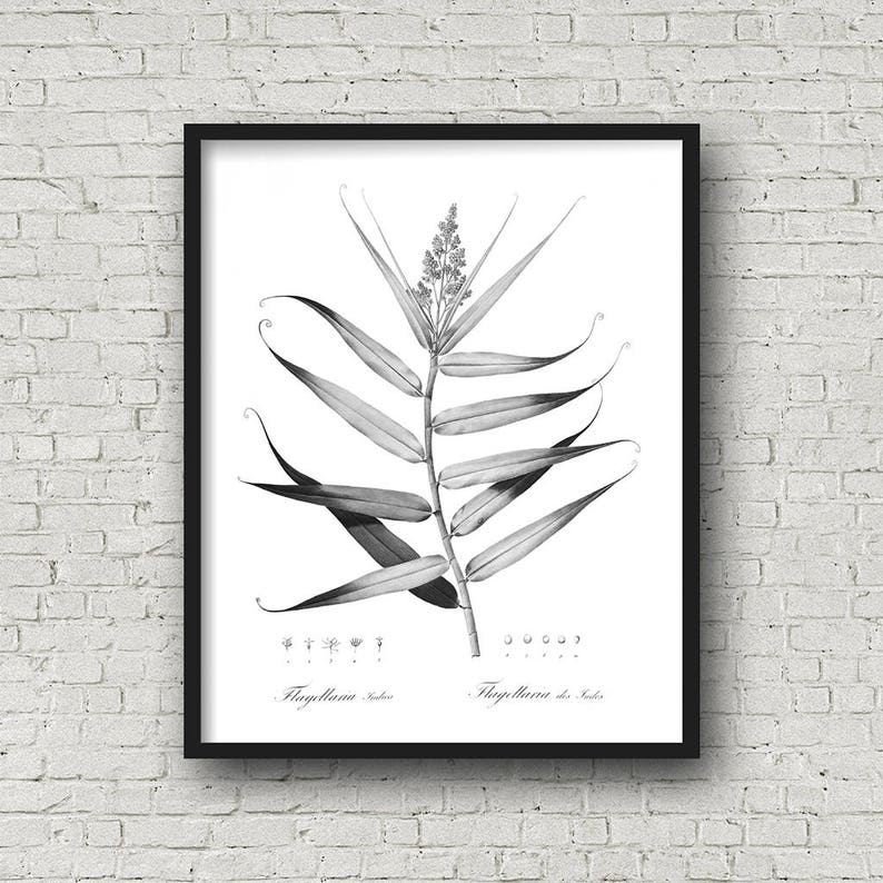 Black and White Botanical Prints Downloadable Art Modern Etsy