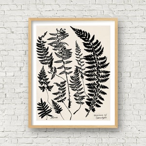 May include: Black and white illustration of ferns with the text "Ferns" and "Specimen of Gymnogramme" at the bottom of the image.