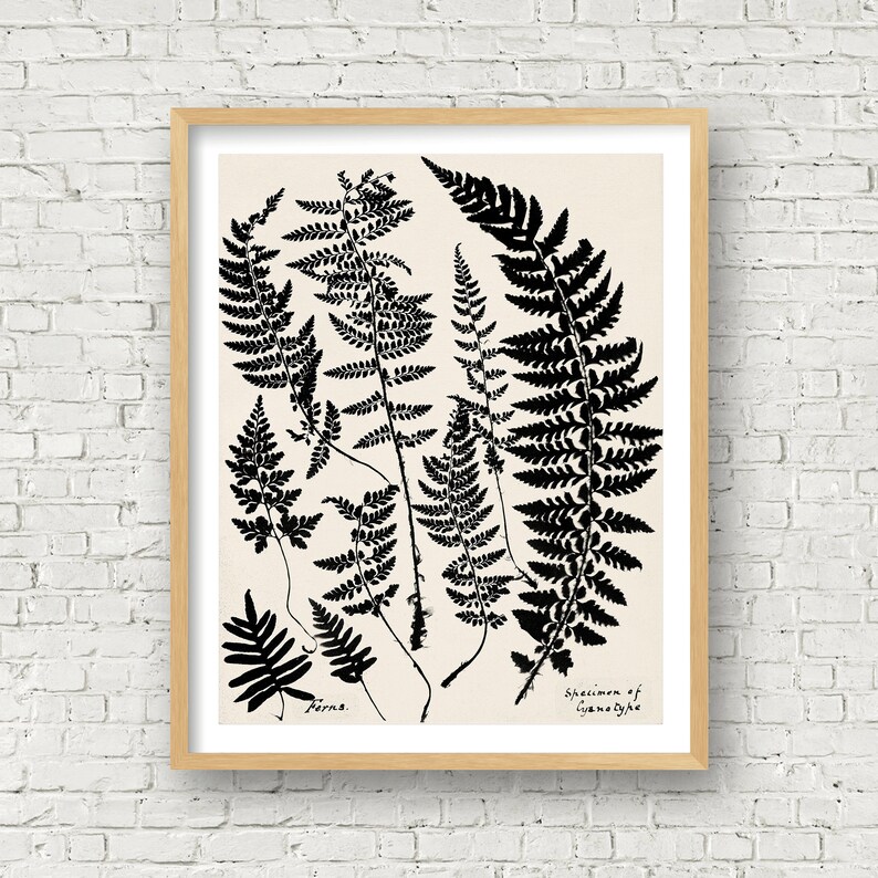 May include: Black and white illustration of ferns with the text "Ferns" and "Specimen of Gymnogramme" at the bottom of the image.
