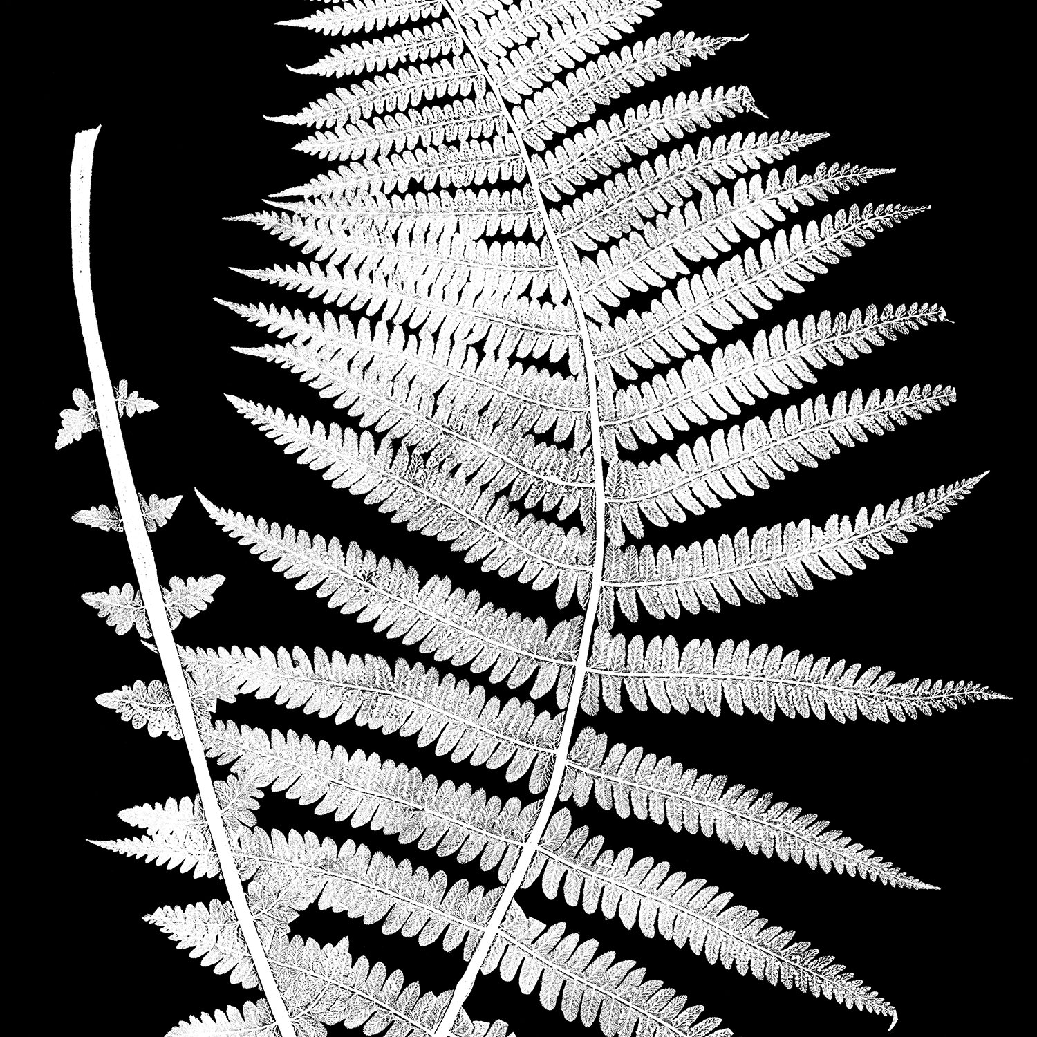 Black and White Botanical Print Set of 2 Piece Wall Art | Etsy