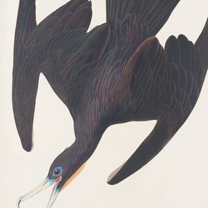 May include: A black bird with a long beak and blue eyes, in flight with its wings spread wide. The bird is depicted against a white background.