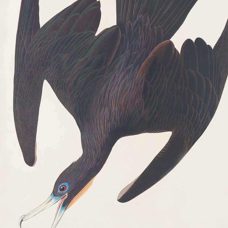 May include: A black bird with a long beak and blue eyes, in flight with its wings spread wide. The bird is depicted against a white background.