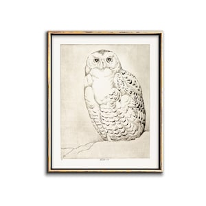 Snowy Owl Print Downloadable Prints, Bird Artwork Neutral Wall Art Printable, Bird Etching Wildlife Art Printables, Vintage Bird Art image 1