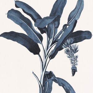 May include: A blue and white botanical illustration of a banana plant with leaves and fruit.