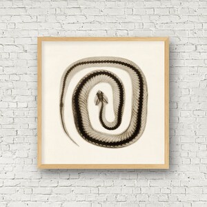 May include: A black and white x-ray image of a snake curled up in a circle. The snake's bones are visible in the image. The image is framed in a light brown wood frame.
