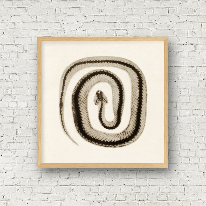 May include: A black and white x-ray image of a snake curled up in a circle. The snake's bones are visible in the image. The image is framed in a light brown wood frame.