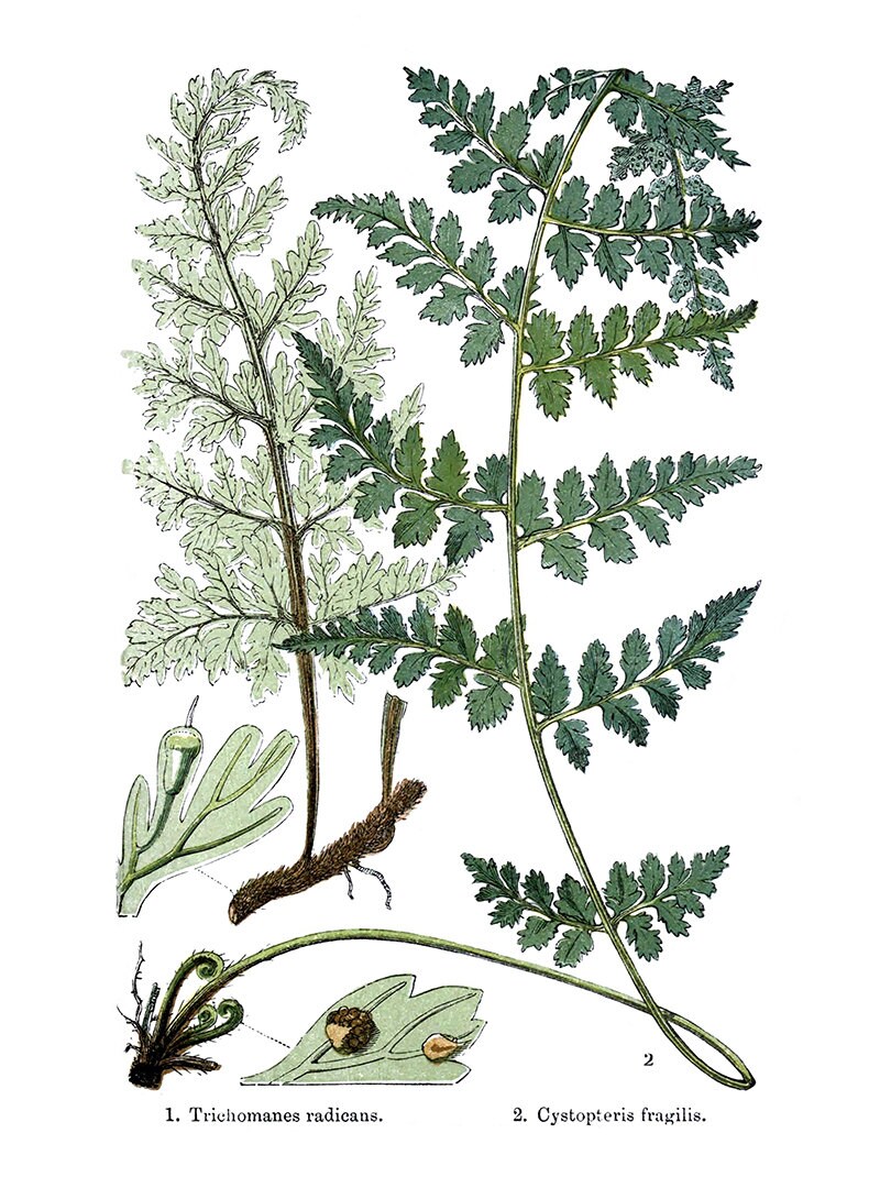 Botanical Print Set Printable Art Vintage Plant Illustration | Etsy