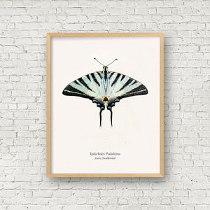 May include: A vintage illustration of a Scarce Swallowtail butterfly, Iphiclides Podalirius, with black and white striped wings and blue accents. The butterfly is depicted against a white background.