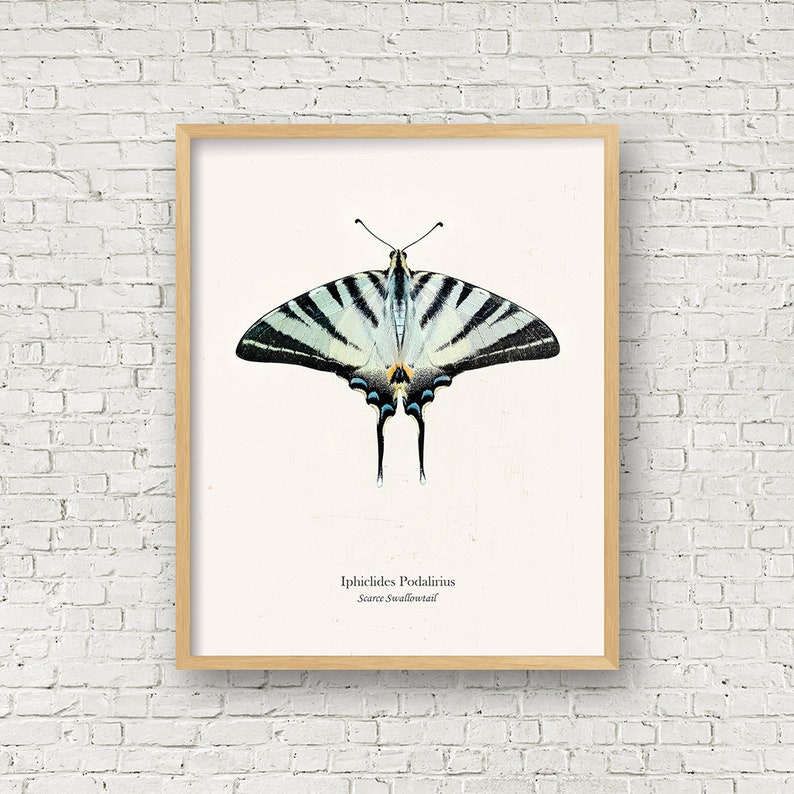 May include: A vintage illustration of a Scarce Swallowtail butterfly, Iphiclides Podalirius, with black and white striped wings and blue accents. The butterfly is depicted against a white background.