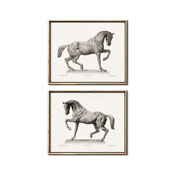 Vintage French horse illustration set of two prints downloadable artwork, Anatomy poster equestrian decor printable art