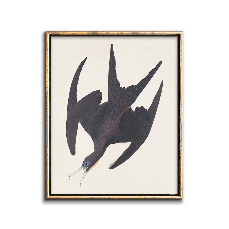 May include: A vintage illustration of a black frigatebird with a white background. The bird is depicted in flight with its wings spread wide. The illustration is framed in a gold frame.
