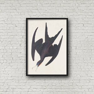 May include: A vintage illustration of a black frigatebird with its wings spread wide, depicted against a white background. The bird's beak is open, and its blue eyes are visible.