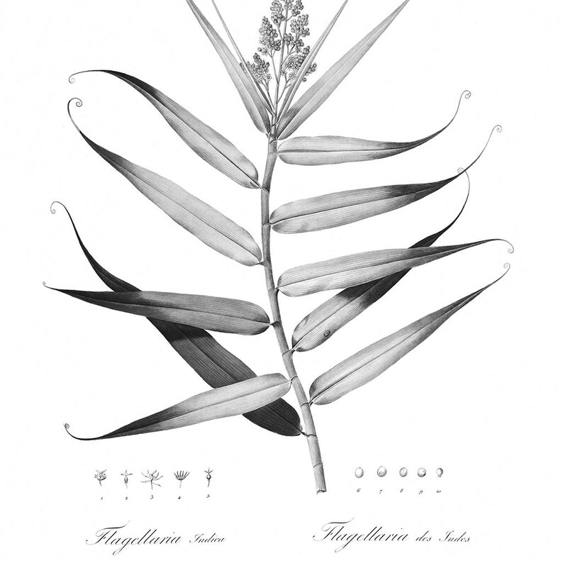 Black and White Botanical Prints Downloadable Art Modern - Etsy