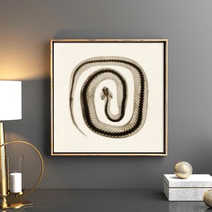 May include: A framed black and white print of a snake curled in a circle. The snake is in a coiled position with its head facing the viewer. The print is on a white background and has a gold frame.