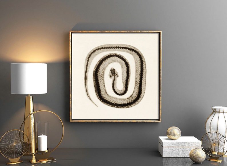 May include: A framed black and white print of a snake curled in a circle. The snake is in a coiled position with its head facing the viewer. The print is on a white background and has a gold frame.