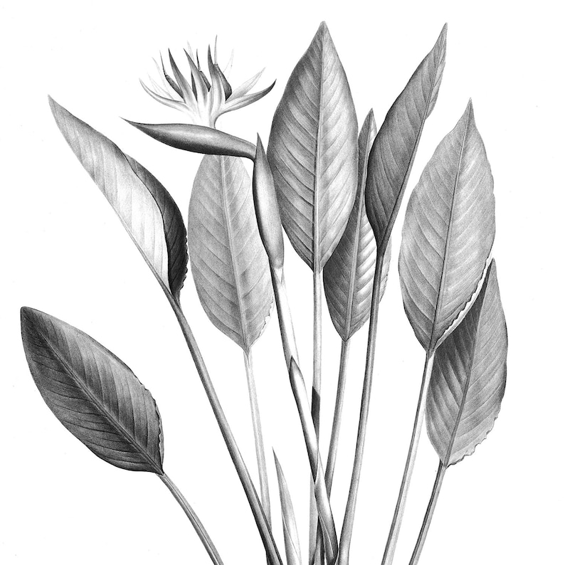 Black and White Botanical Print Set Digital Download Art | Etsy