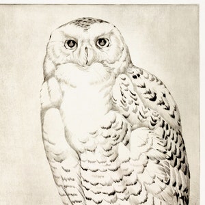Snowy Owl Print Downloadable Prints, Bird Artwork Neutral Wall Art Printable, Bird Etching Wildlife Art Printables, Vintage Bird Art image 4