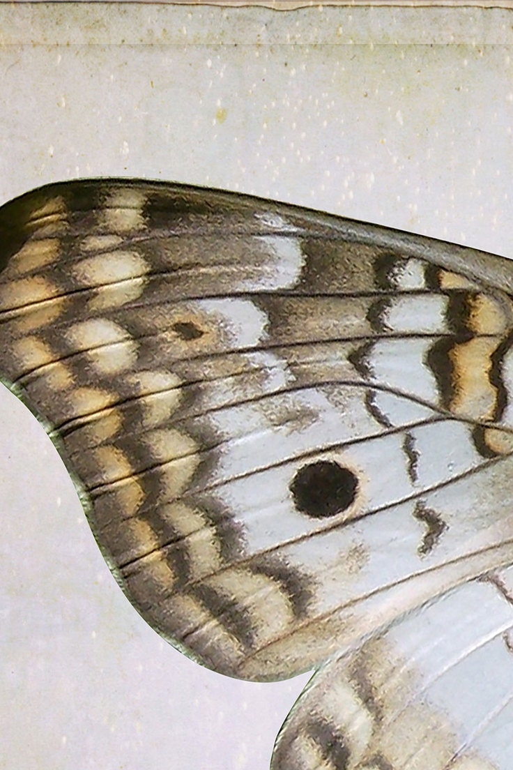 Split Butterfly Wall Art Set of 2 Prints Downloadable Art Etsy