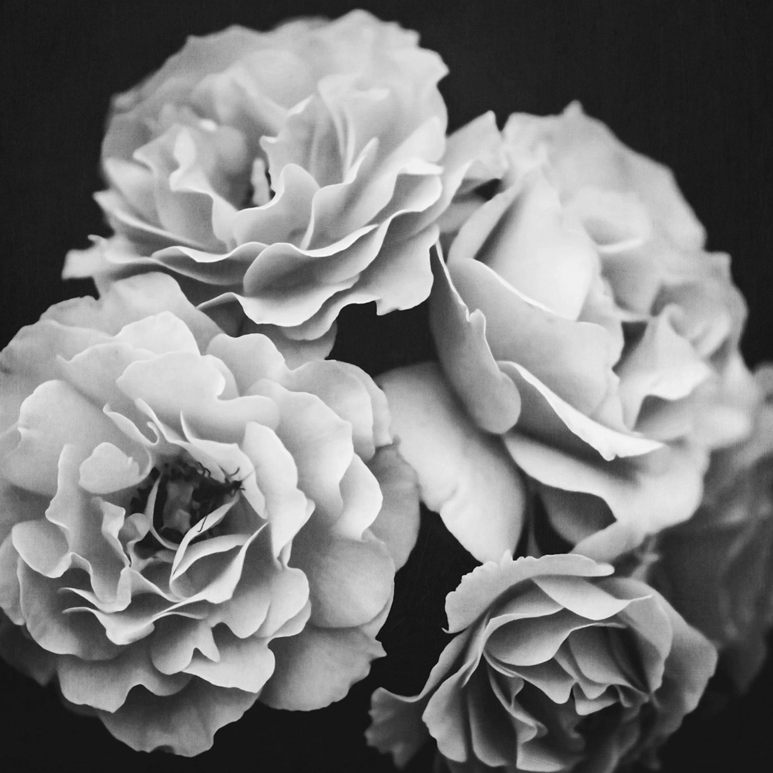 Black and White Rose Art Downloadable Prints Dark Floral Art Etsy