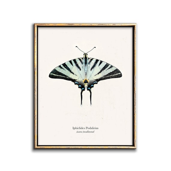 Blue Butterfly Print Digital Download Art, Swallowtail Butterfly Printables Room Decor