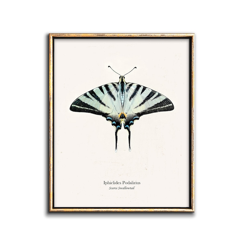 May include: A framed print of a Scarce Swallowtail butterfly, Iphiclides Podalirius, with black and white stripes and blue accents on a white background.