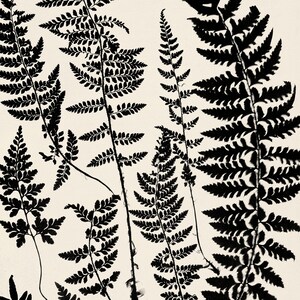 Botanical Fern Print Digital Download, Neutral Wall Art Vintage Farmhouse Botanical Printable Decor, Cyanotype Poster Downloadable Prints image 4
