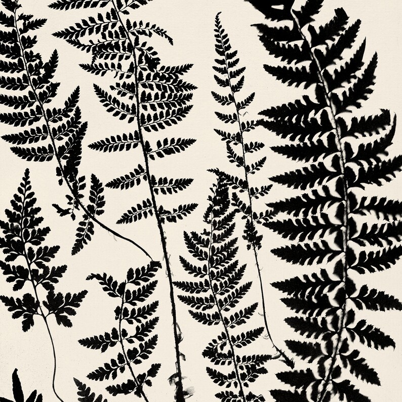 Botanical Fern Print Digital Download, Neutral Wall Art Vintage Farmhouse Botanical Printable Decor, Cyanotype Poster Downloadable Prints image 4