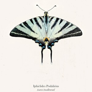 May include: A close-up of a Scarce Swallowtail butterfly, also known as Iphiclides Podalirius, with black and white striped wings and blue accents. The butterfly is against a white background.