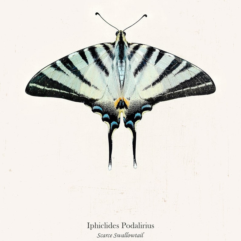 May include: A close-up of a Scarce Swallowtail butterfly, also known as Iphiclides Podalirius, with black and white striped wings and blue accents. The butterfly is against a white background.