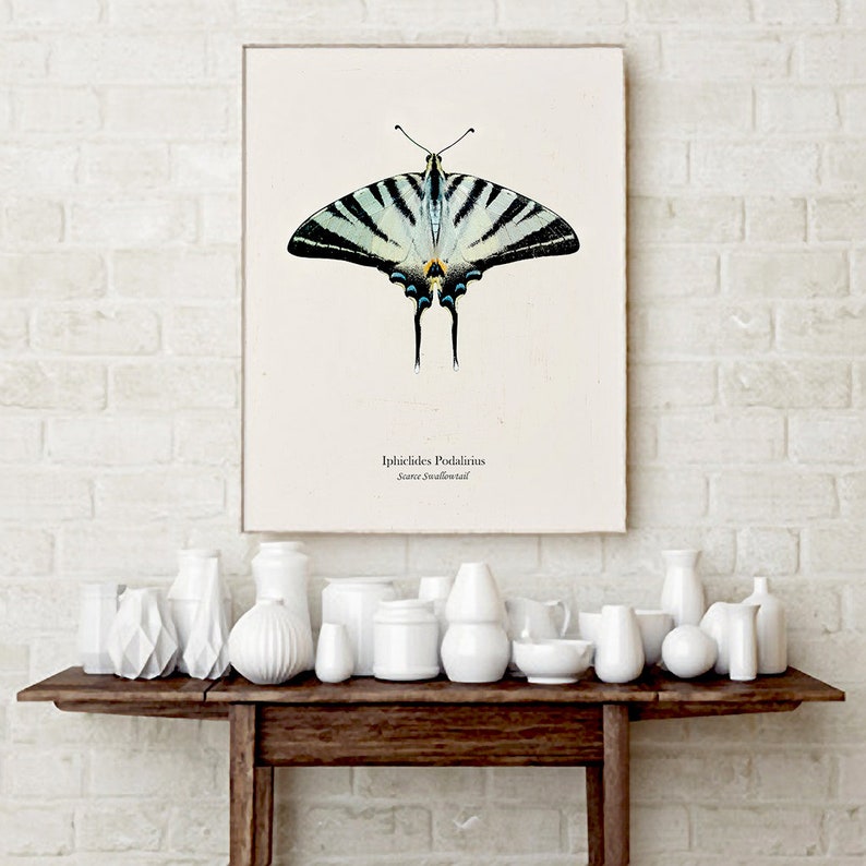 May include: A vintage botanical illustration of a swallowtail butterfly, Iphiclides Podalirius, with black and white striped wings and blue accents. The illustration is printed on a white background with the butterfly's scientific name and common name written below.