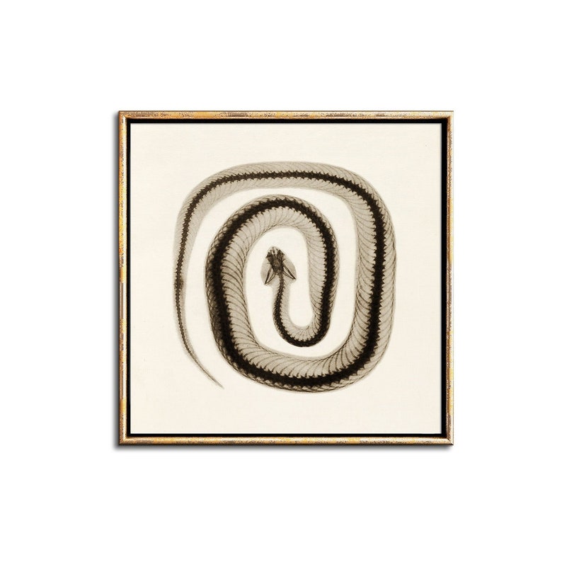 May include: A black and white x-ray image of a snake curled in a circle. The image is framed in a gold frame.