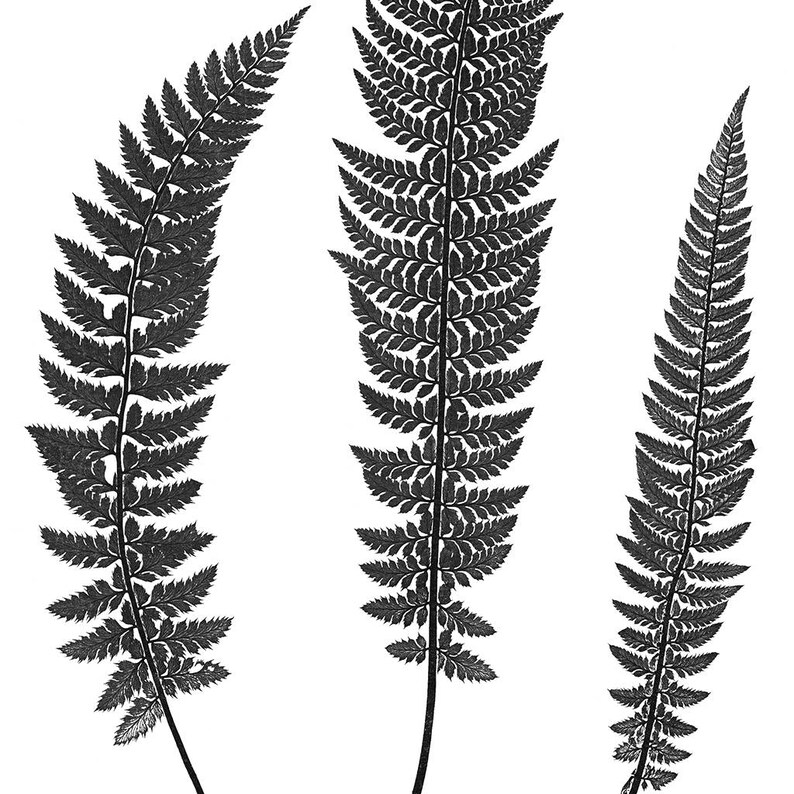 Black and White Fern Print Download Modern Botanical Print | Etsy