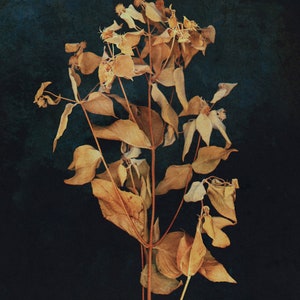 Dark Botanical Digital Print, Moody Floral Printable Art image 4