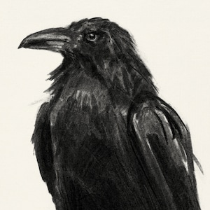 Raven Art Downloadable Prints, Bird Charcoal DrawingPrintable Wall Art, Crow Digital Download, Bird Poster Gallery Wall Artwork image 5