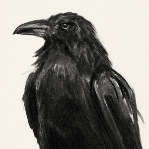 May include: A black and white pencil drawing of a raven with its head turned to the side. The raven has a sharp beak and dark, feathery plumage.