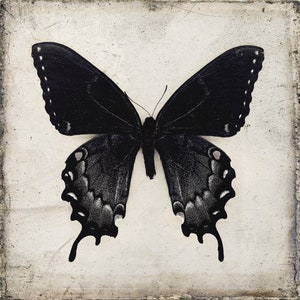 Black Butterfly Wall Art Downloadable Prints, Gothic Home Decor Digital Download Art image 4