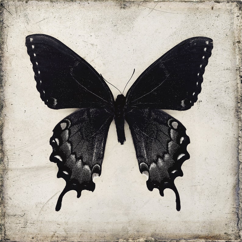 Black Butterfly Wall Art Downloadable Prints Gothic Home Etsy