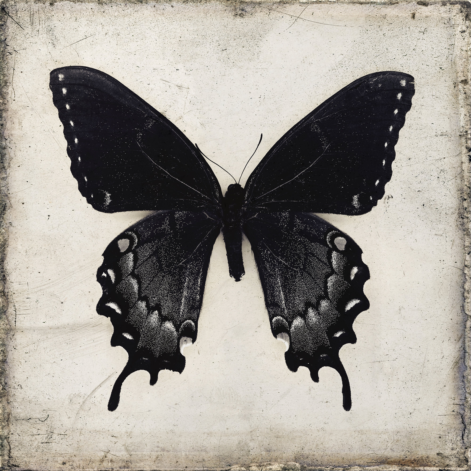 Black Butterfly Wall Art Downloadable Prints Gothic Home Etsy