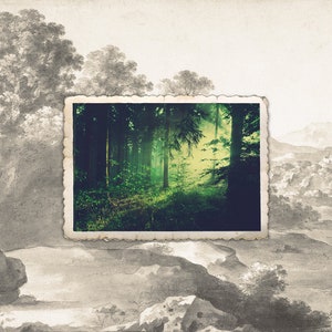 Puede incluir: Una foto de estilo vintage de un exuberante bosque verde con la luz del sol filtr&aacute;ndose a trav&eacute;s de los &aacute;rboles. La foto est&aacute; enmarcada con un borde blanco y tiene un aspecto desgastado y envejecido.