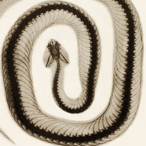 May include: A black and white x-ray image of a snake curled up in a circle. The snake's bones are visible, including its ribs, spine, and skull.