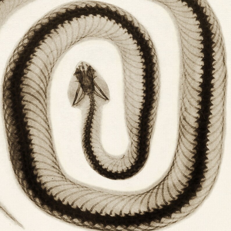 May include: A black and white x-ray image of a snake curled up in a circle. The snake's bones are visible, including its ribs, spine, and skull.