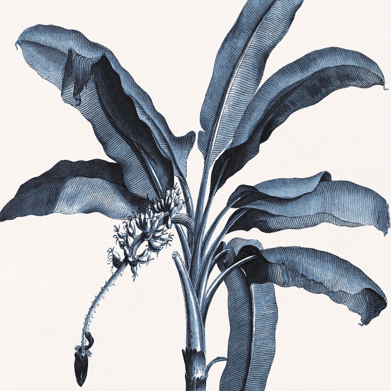 May include: A blue and white illustration of a banana plant with leaves and fruit. The plant is depicted in a vintage style.
